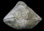 Pyrite Replaced Brachiopod (Paraspirifer) - Ohio #34190-1